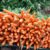 Czas zbiorów marchwi – jak i kiedy zbierać marchew w ogrodzie?